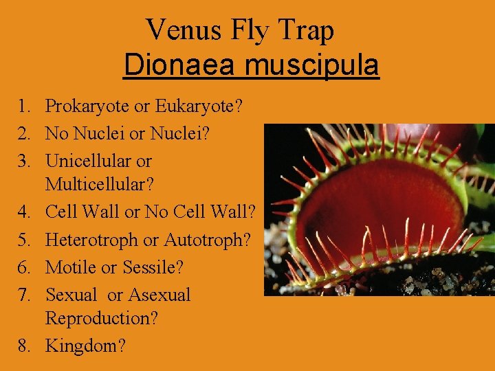 Venus Fly Trap Dionaea muscipula 1. Prokaryote or Eukaryote? 2. No Nuclei or Nuclei?