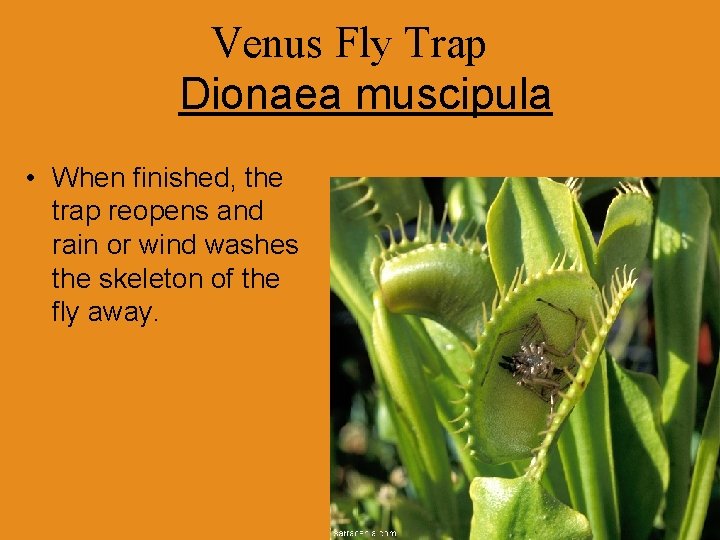 Venus Fly Trap Dionaea muscipula • When finished, the trap reopens and rain or