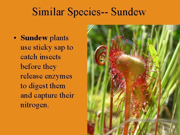 Similar Species-- Sundew • Sundew plants use sticky sap to catch insects before they