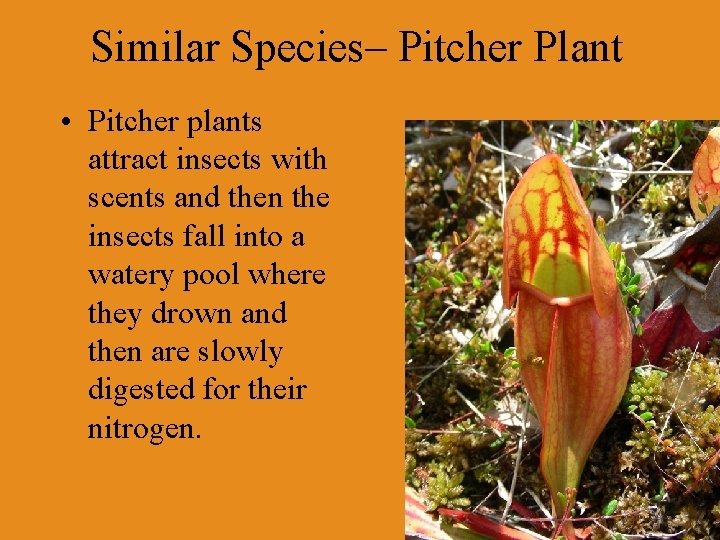 Similar Species– Pitcher Plant • Pitcher plants attract insects with scents and then the