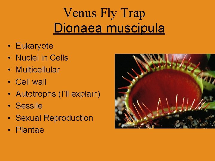 Venus Fly Trap Dionaea muscipula • • Eukaryote Nuclei in Cells Multicellular Cell wall