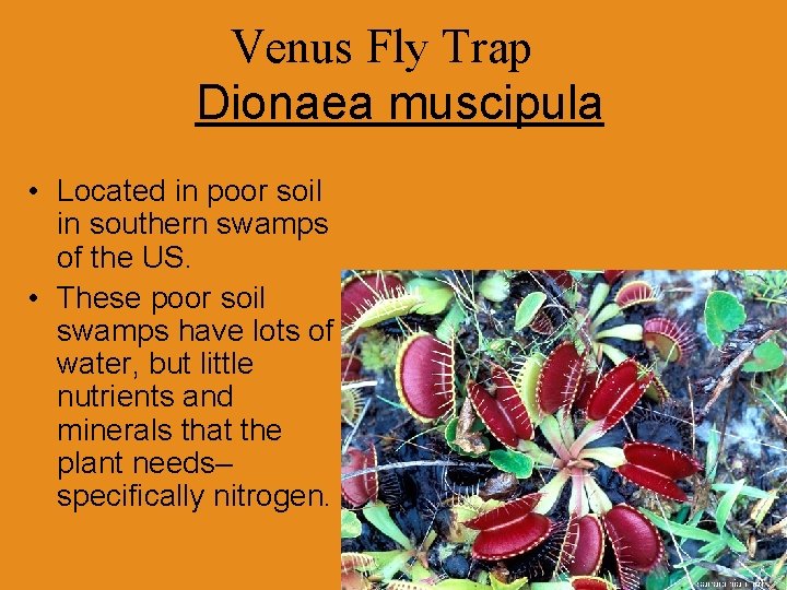 Venus Fly Trap Dionaea muscipula • Located in poor soil in southern swamps of