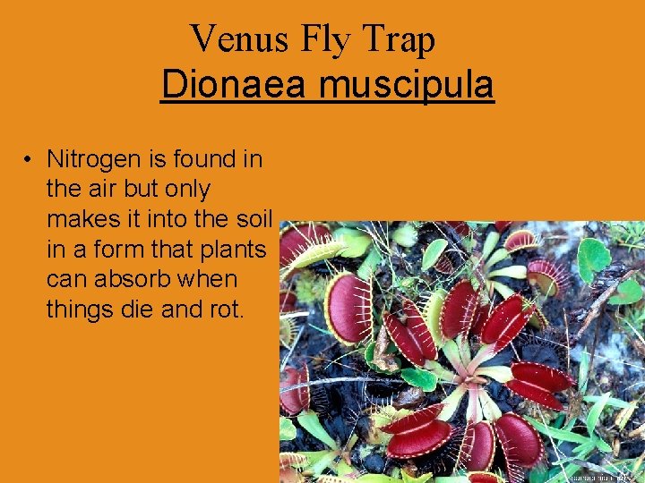 Venus Fly Trap Dionaea muscipula • Nitrogen is found in the air but only