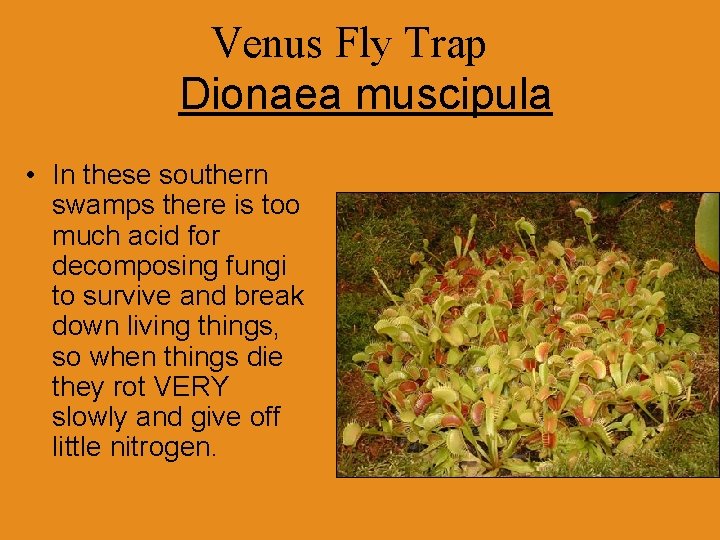 Venus Fly Trap Dionaea muscipula • In these southern swamps there is too much