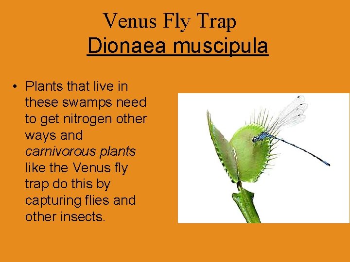 Venus Fly Trap Dionaea muscipula • Plants that live in these swamps need to