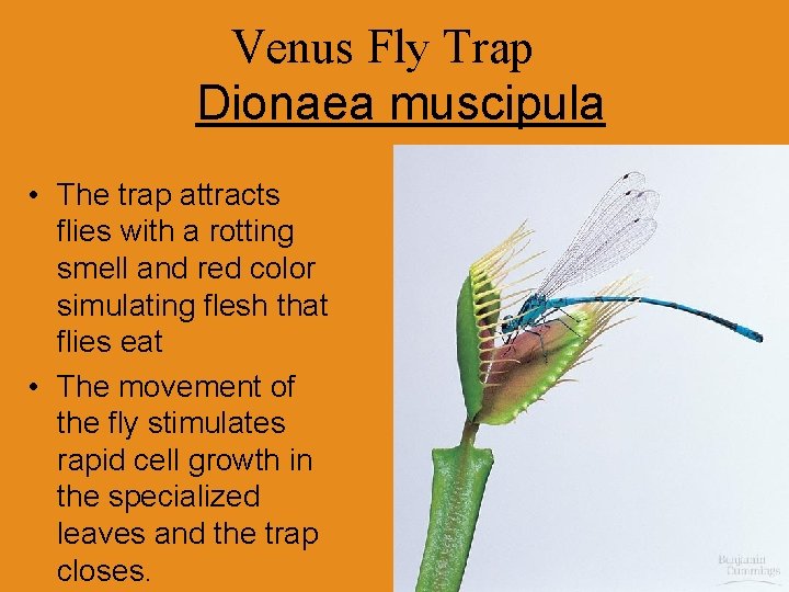 Venus Fly Trap Dionaea muscipula • The trap attracts flies with a rotting smell