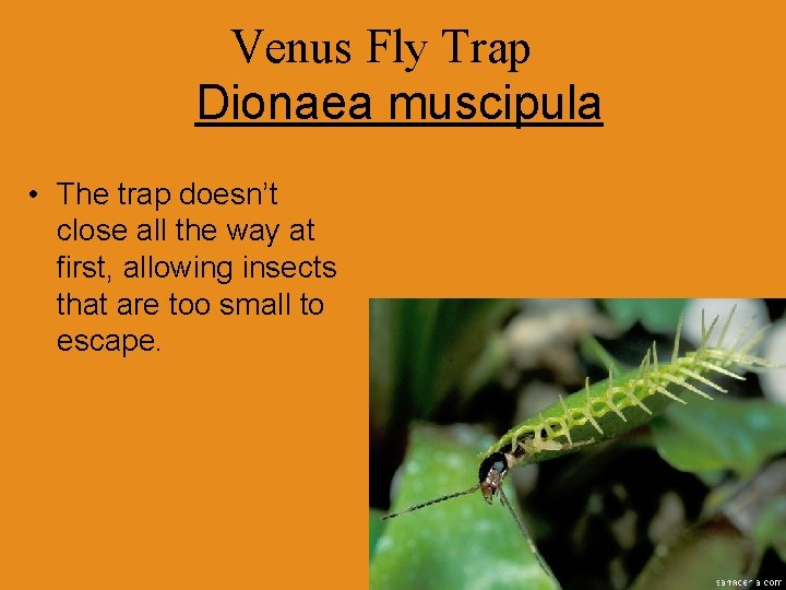 Venus Fly Trap Dionaea muscipula • The trap doesn’t close all the way at