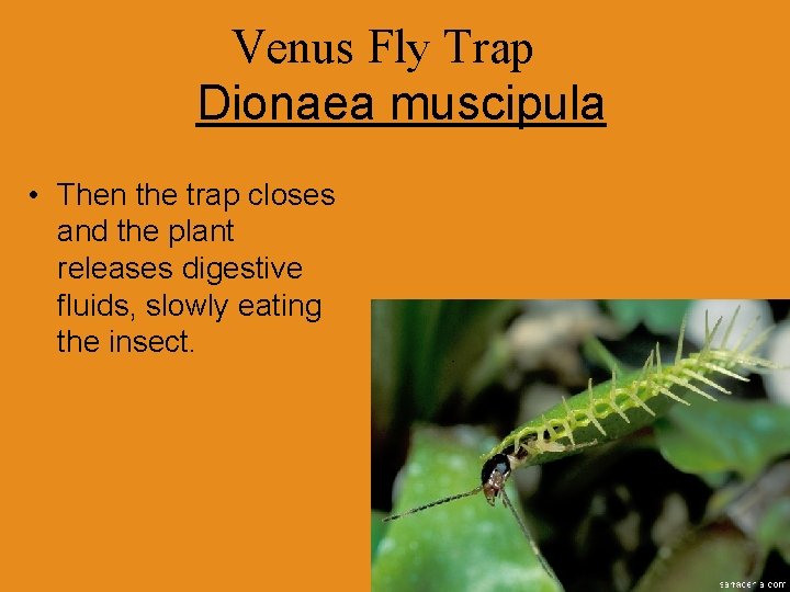 Venus Fly Trap Dionaea muscipula • Then the trap closes and the plant releases