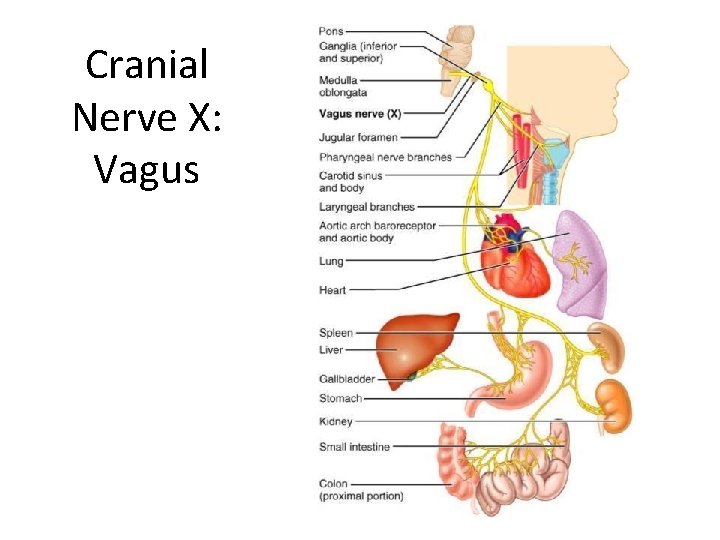 Cranial Nerve X: Vagus 