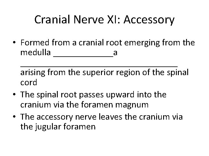 Cranial Nerve XI: Accessory • Formed from a cranial root emerging from the medulla