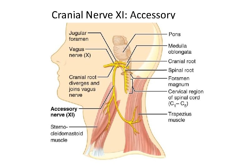 Cranial Nerve XI: Accessory 