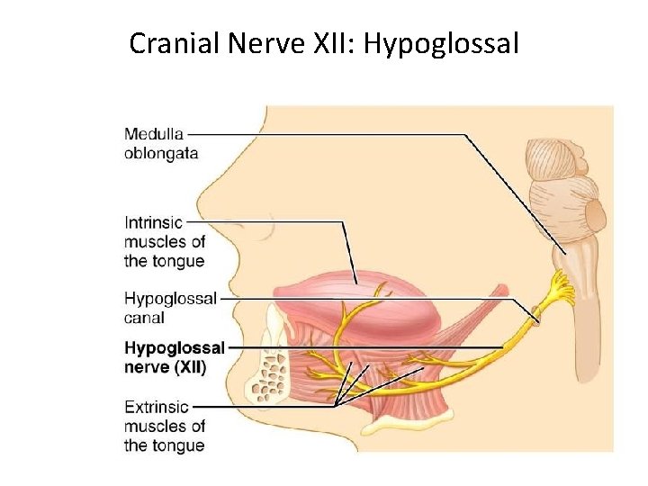 Cranial Nerve XII: Hypoglossal 