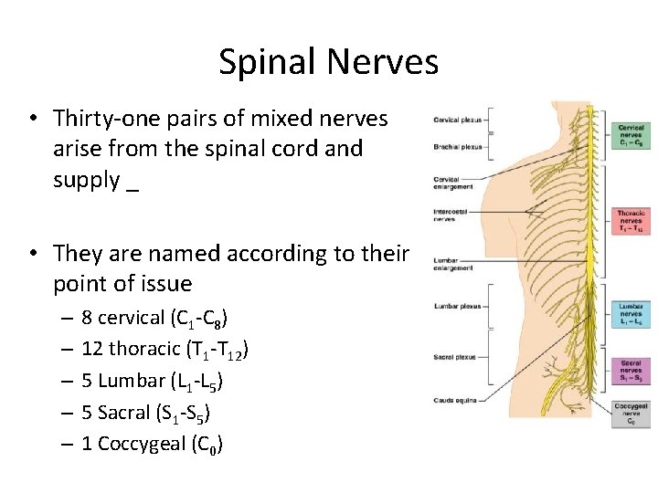 Spinal Nerves • Thirty-one pairs of mixed nerves arise from the spinal cord and