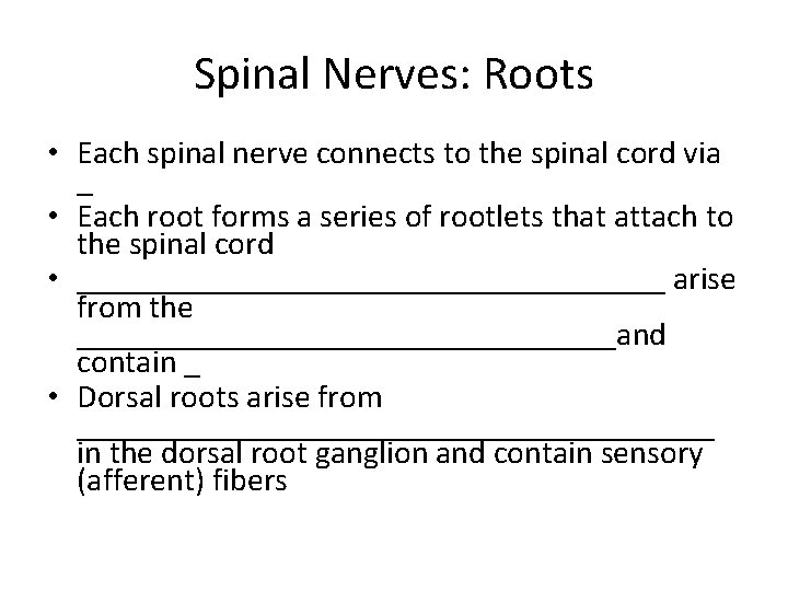 Spinal Nerves: Roots • Each spinal nerve connects to the spinal cord via _