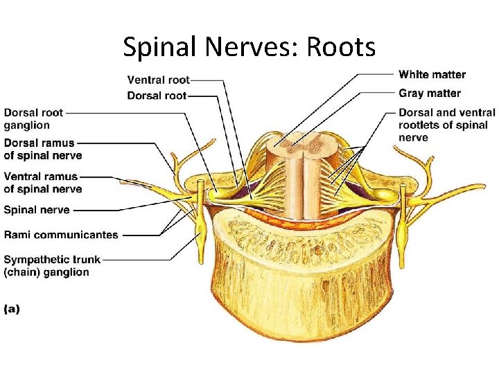 Spinal Nerves: Roots 