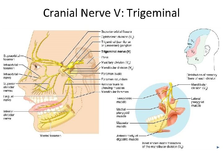 Cranial Nerve V: Trigeminal 