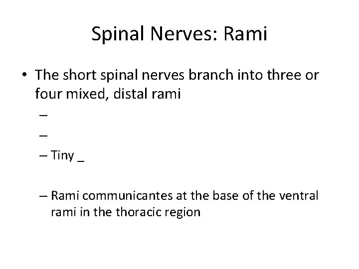 Spinal Nerves: Rami • The short spinal nerves branch into three or four mixed,