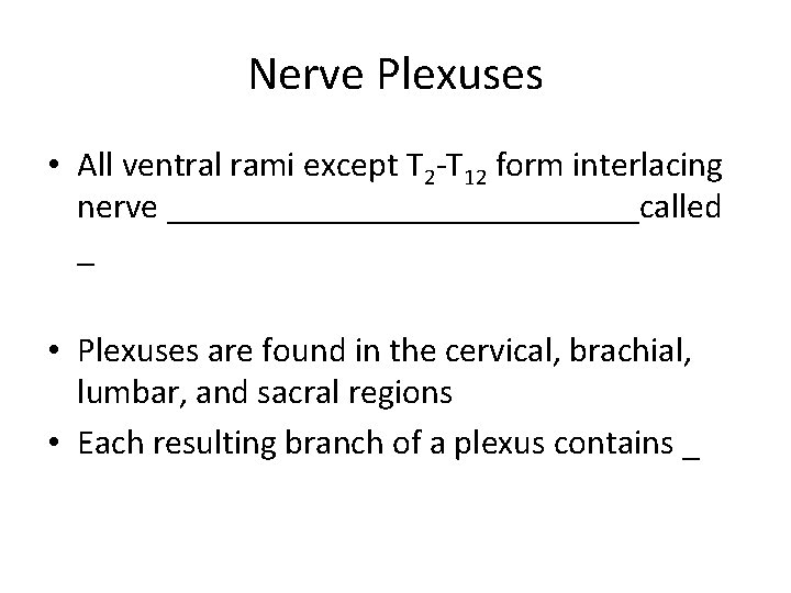 Nerve Plexuses • All ventral rami except T 2 -T 12 form interlacing nerve
