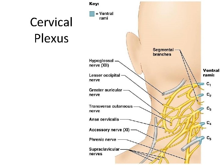 Cervical Plexus 