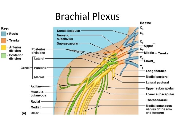 Brachial Plexus 