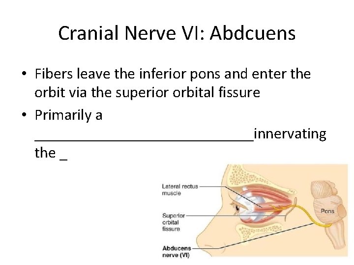 Cranial Nerve VI: Abdcuens • Fibers leave the inferior pons and enter the orbit