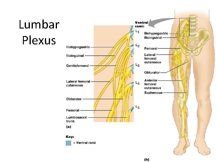 Lumbar Plexus Figure 13. 10 