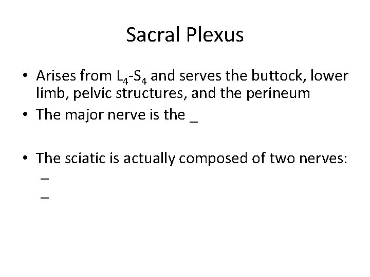 Sacral Plexus • Arises from L 4 -S 4 and serves the buttock, lower