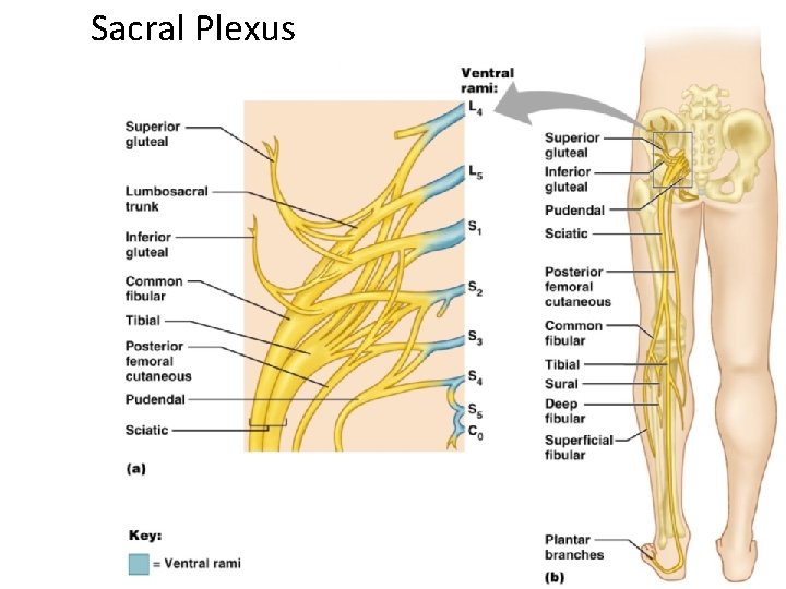 Sacral Plexus 