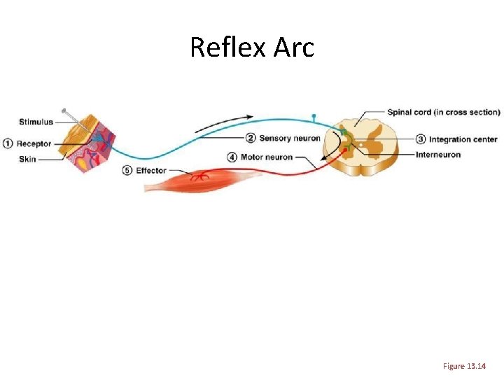 Reflex Arc Figure 13. 14 