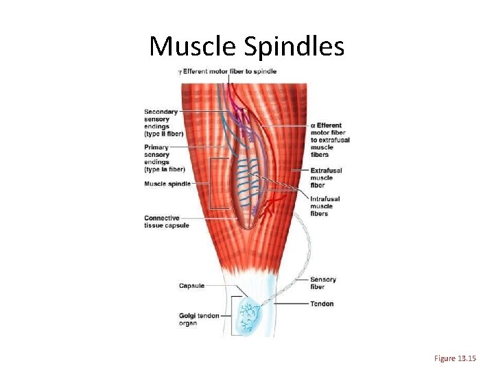 Muscle Spindles Figure 13. 15 