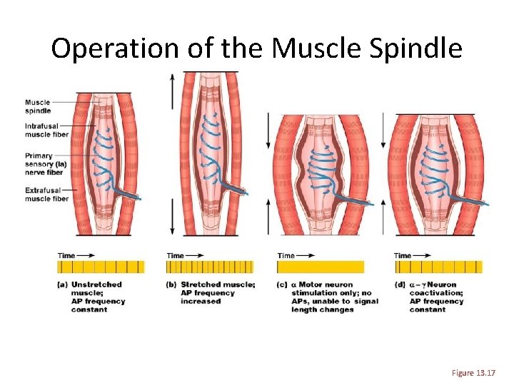 Operation of the Muscle Spindle Figure 13. 17 