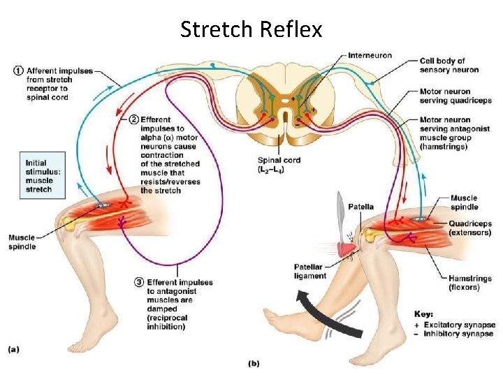 Stretch Reflex 