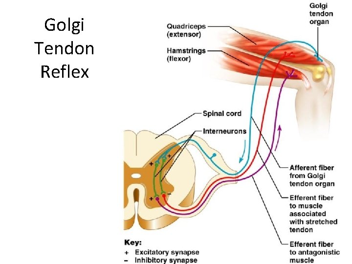 Golgi Tendon Reflex 