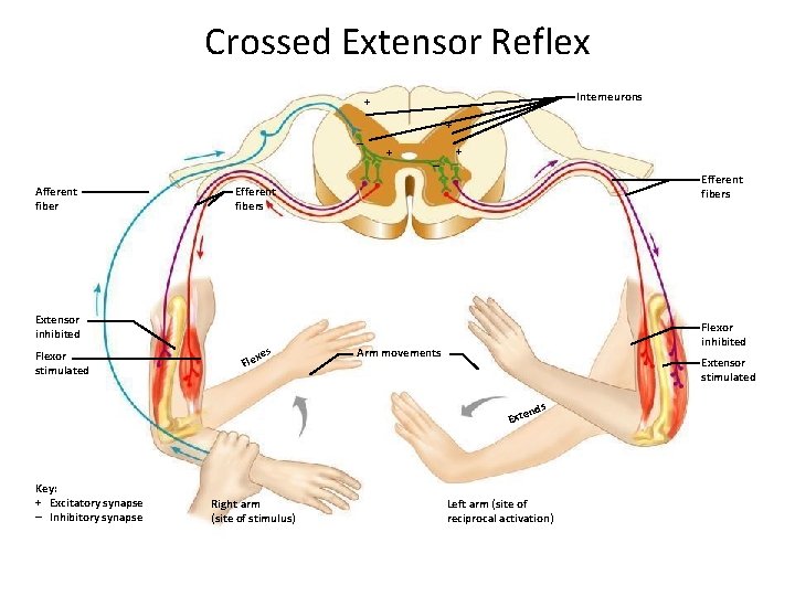 Crossed Extensor Reflex Interneurons + + – Afferent fiber + – + Efferent fibers