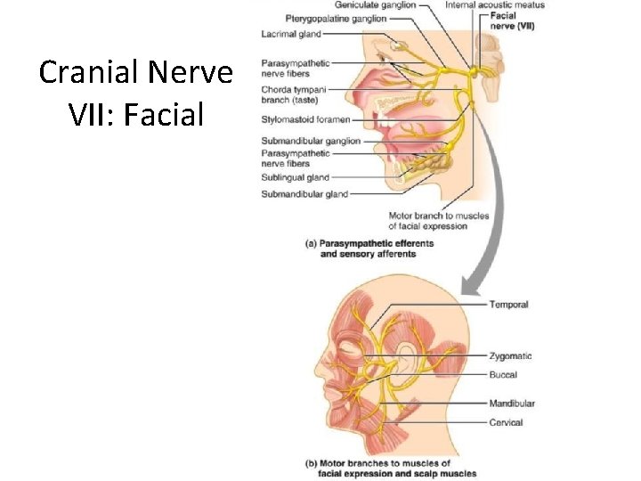 Cranial Nerve VII: Facial 