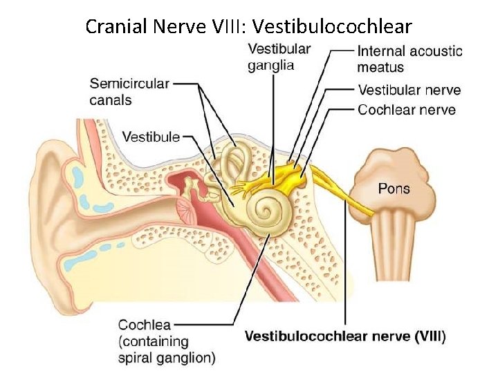Cranial Nerve VIII: Vestibulocochlear 
