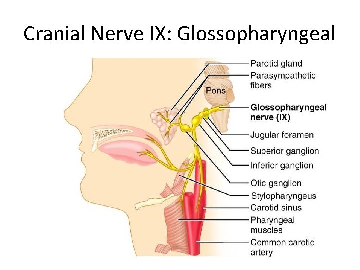 Cranial Nerve IX: Glossopharyngeal 