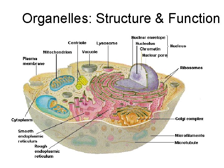 Organelles: Structure & Function 