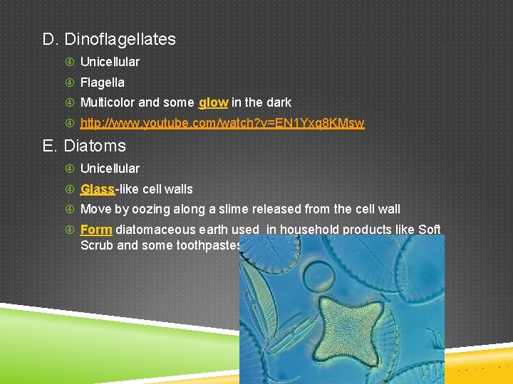 D. Dinoflagellates Unicellular Flagella Multicolor and some glow in the dark http: //www. youtube.