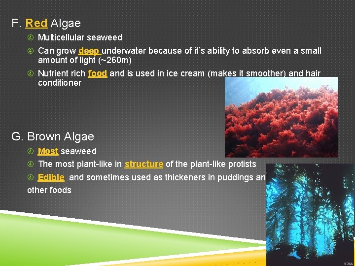 F. Red Algae Multicellular seaweed Can grow deep underwater because of it’s ability to