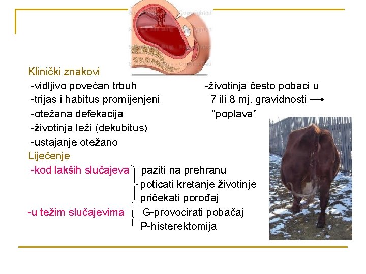 Klinički znakovi -vidljivo povećan trbuh -životinja često pobaci u -trijas i habitus promijenjeni 7