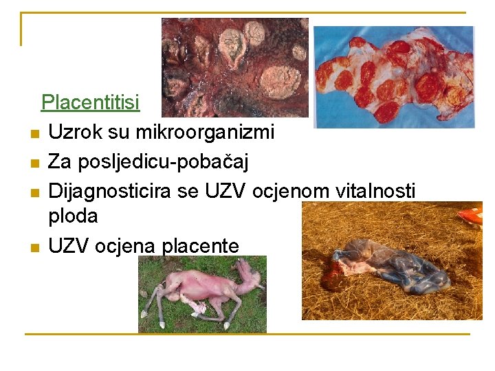 Placentitisi n Uzrok su mikroorganizmi n Za posljedicu-pobačaj n Dijagnosticira se UZV ocjenom vitalnosti