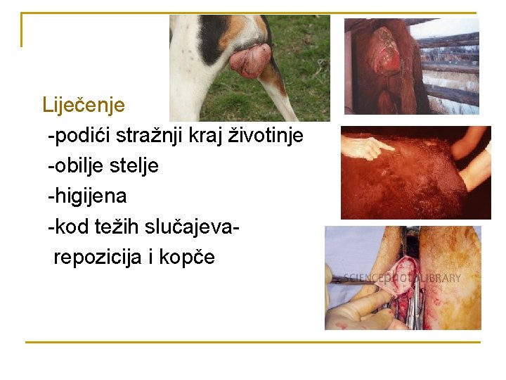 Liječenje -podići stražnji kraj životinje -obilje stelje -higijena -kod težih slučajevarepozicija i kopče 