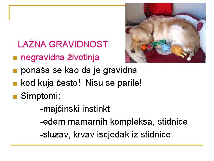 LAŽNA GRAVIDNOST n negravidna životinja n ponaša se kao da je gravidna n kod