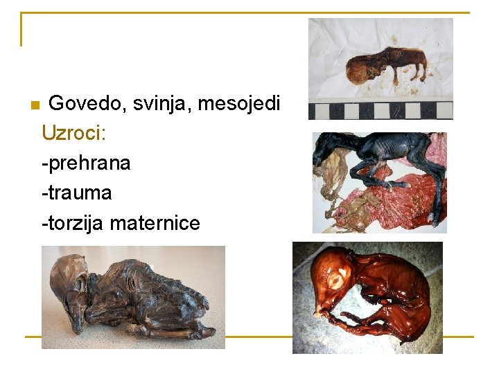 n Govedo, svinja, mesojedi Uzroci: -prehrana -trauma -torzija maternice 