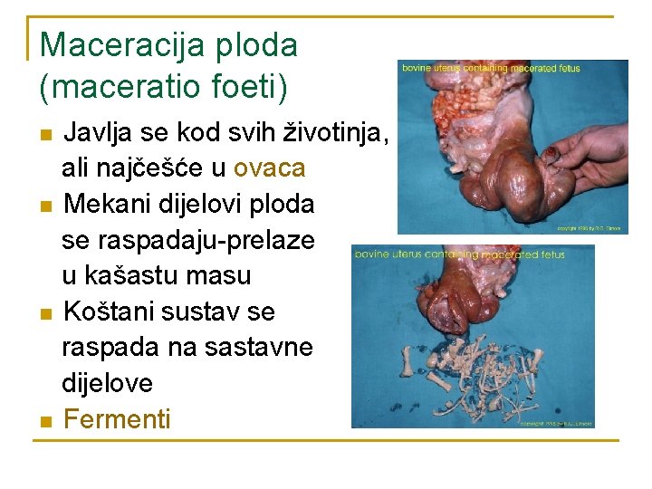 Maceracija ploda (maceratio foeti) n n Javlja se kod svih životinja, ali najčešće u