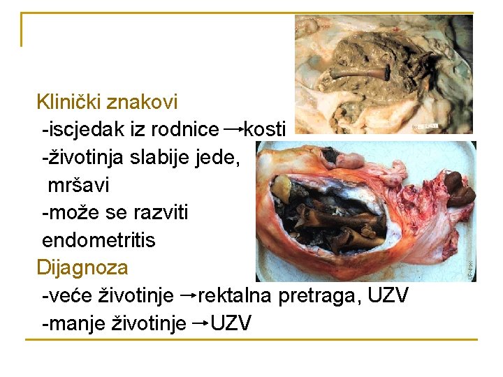 Klinički znakovi -iscjedak iz rodnice kosti -životinja slabije jede, mršavi -može se razviti endometritis