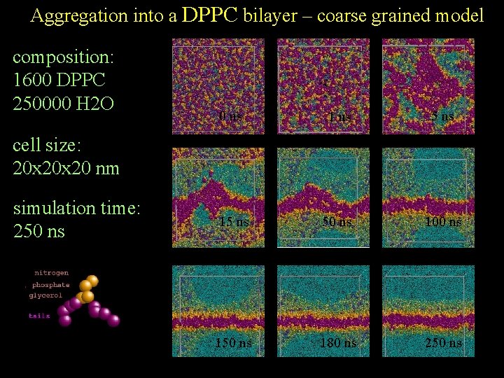 Atomistic vs Coarse Grained Simulations all atoms long