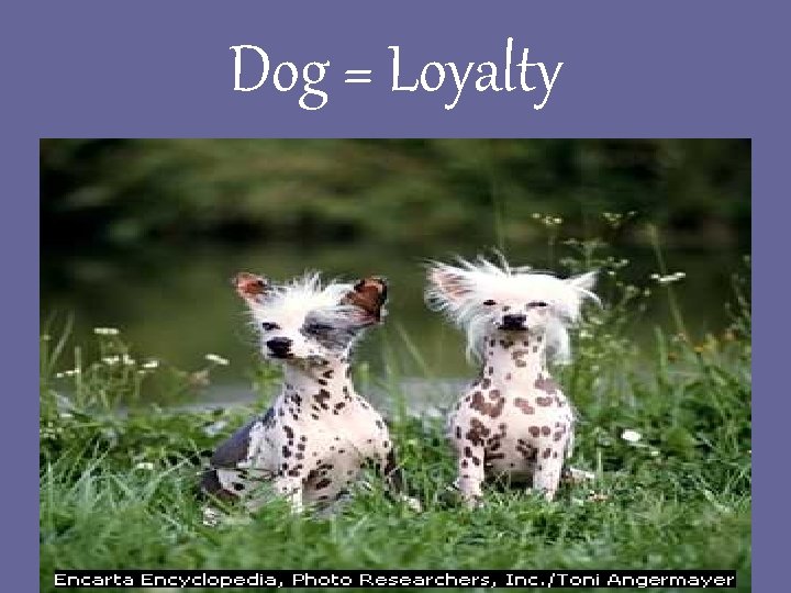 Dog = Loyalty 