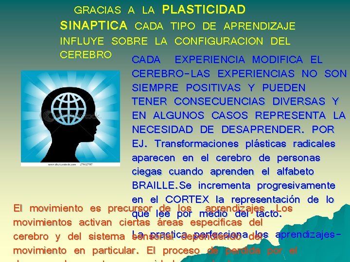GRACIAS A LA PLASTICIDAD SINAPTICA CADA TIPO DE APRENDIZAJE INFLUYE SOBRE LA CONFIGURACION DEL
